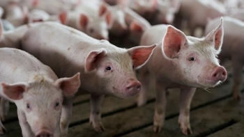 Giá thịt lợn hôm nay 5/12: Đi xuống tại nhiều tỉnh thành