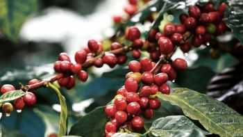 Giá cà phê hôm nay 5/12: Bất ngờ quay đầu giảm