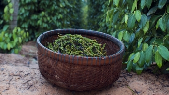 Giá hồ tiêu hôm nay 5/12: Trong nước giảm mạnh