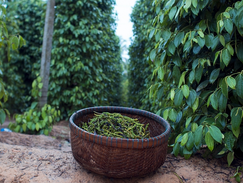 Giá tiêu hôm nay 5/12: Giảm sâu 1.000 đồng Giá tiêu hôm nay 5/12: Giảm sâu 1.000 đồng