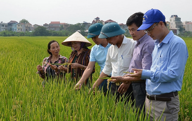 Theo thống kê năm 2020, Trung tâm Phát triển Nông nghiệp Hà Nội đã xây dựng được 26 mô hình sản xuất lúa Japonica hàng hóa chất lượng cao