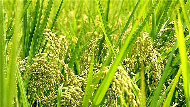 Theo thống kê năm 2020, Trung tâm Phát triển Nông nghiệp Hà Nội đã xây dựng được 26 mô hình sản xuất lúa Japonica hàng hóa chất lượng cao