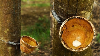 Mỹ giảm nhập khẩu cao su từ Việt Nam