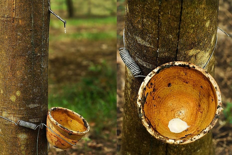 Mỹ giảm gần 25% lượng nhập khẩu cao su Việt Nam Mỹ giảm gần 25% lượng nhập khẩu cao su Việt Nam