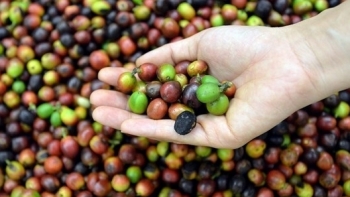 Giá cà phê hôm nay 7/12: Thị trường trong nước đi ngang