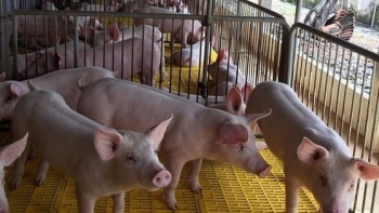 Giá thịt lợn hôm nay 7/12: Điều chỉnh từ 1.000 - 2.000 đồng/kg