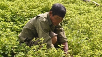 Thạch đen sắp được xuất khẩu chính ngạch sang Trung Quốc