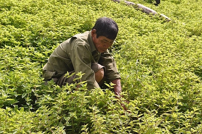 Thạch đen sắp được xuất khẩu chính ngạch sang Trung Quốc