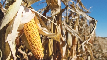 EU có quy định mới cho các nhà xuất khẩu ngũ cốc, đậu và hạt có dầu