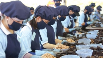 Giá xuất khẩu nhiều mặt hàng nông, lâm thủy sản bật tăng