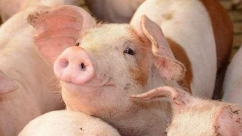 Giá thịt lợn hôm nay 8/12: Giảm ở nhiều tỉnh thành