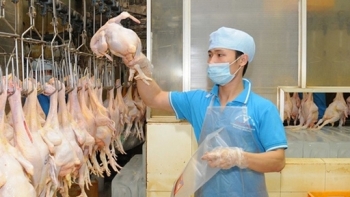 11 tháng, xuất khẩu các sản phẩm chăn nuôi ước đạt 297 triệu USD