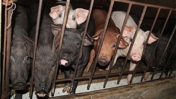 Giá thịt lợn hôm nay 9/12: Nhiều nơi tăng 1.000 - 3.000 đồng/kg