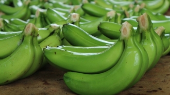 Hà Nội: Phê duyệt kế hoạch phát triển sản xuất chuối theo tiêu chuẩn xuất khẩu