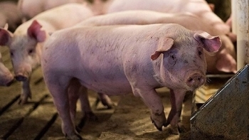Giá thịt lợn hôm nay 10/12: Điều chỉnh tăng tại nhiều nơi