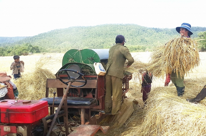 Người dân Đak Trôi thu hoạch lúa Ba Chăm. Ảnh: L.H Người dân Đak Trôi thu hoạch lúa Ba Chăm. Ảnh: L.H