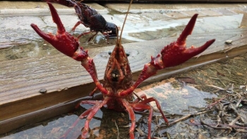 Tăng cường công tác quản lý, kiểm soát loài ngoại lai xâm hại