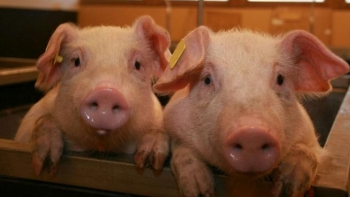 Giá thịt lợn hôm nay 11/12: Cao nhất đạt 72.000 đồng/kg