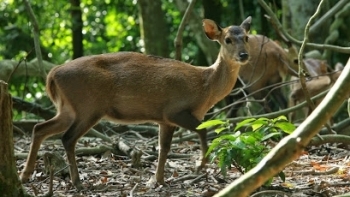 Hà Nội: Phê duyệt đề án bảo tồn động, thực vật hoang dã, quý hiếm