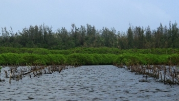 Quảng Ngãi: Bảo tồn và phát triển bền vững các vùng đất ngập nước