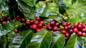 Giá cà phê hôm nay 12/12: Đồng loạt tăng