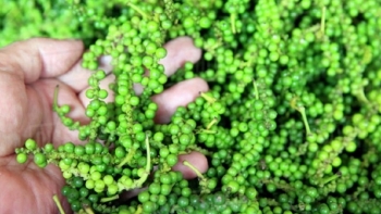 Giá hồ tiêu hôm nay 12/12:  Ổn định