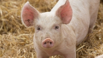 Giá thịt lợn hôm nay 12/12: Tiếp tục tăng tại nhiều địa phương