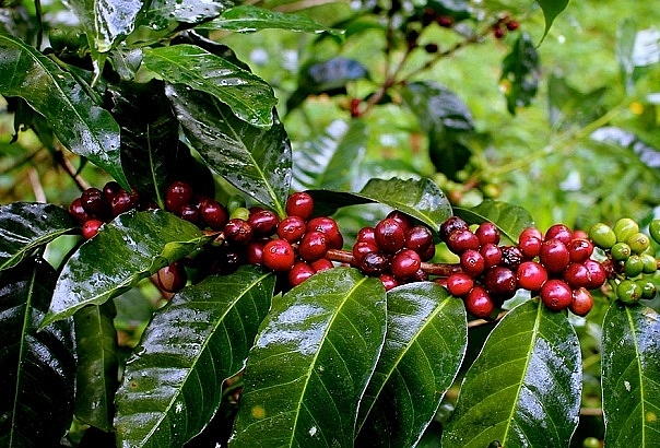 Giá cà phê hôm nay 12/12 đồng loạt tăng