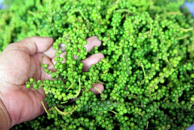 Giá hồ tiêu hôm nay 12/12: Ổn định