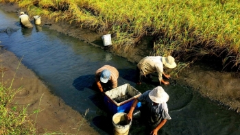 Thực hiện triển khai, sử dụng hiệu quả nhãn hiệu chứng nhận ‘Lúa sinh thái Cà Mau’