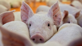 Giá thịt lợn hôm nay 14/12: Hai miền Nam - Bắc tiếp tục tăng