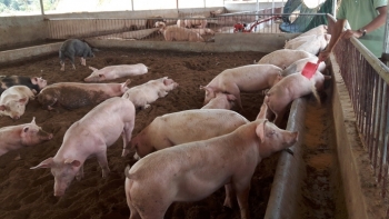 Cà Mau: Thực hiện Chương trình quốc gia phòng, chống bệnh lở mồm long móng