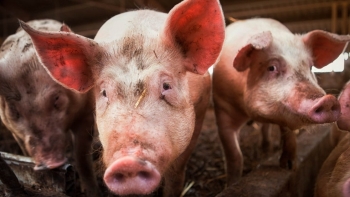 Giá thịt lợn hôm nay 15/12: Ghi nhận mốc 73.000 đồng/kg