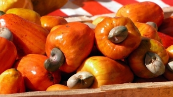 Nhập khẩu hạt điều thô trong 11 tháng giảm mạnh