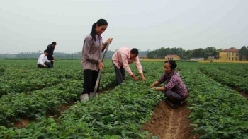 Bắc Giang: Gieo trồng cây vụ Đông năm 2020 đạt gần 93% kế hoạch