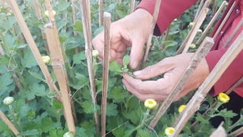 Khánh Hòa: Xây dựng, phát triển thương hiệu cúc Ninh Giang