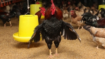 Hòa Bình: Xây dựng thương hiệu, nhân rộng giống gà Lạc Thủy