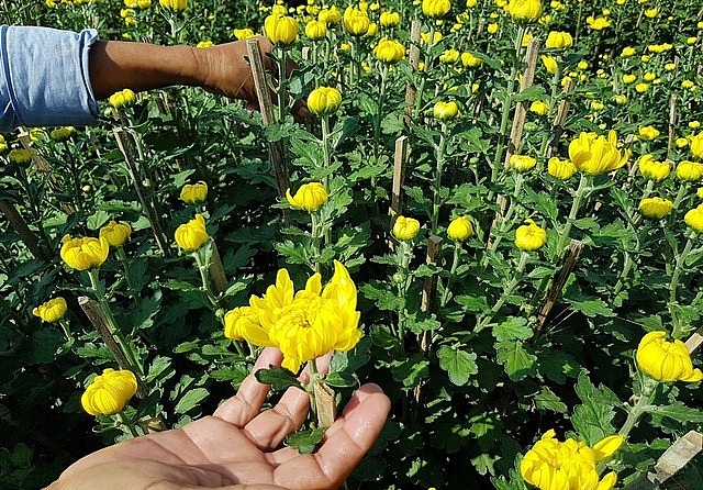 hoa cúc Ninh Giang đã được Cục Sở hữu trí tuệ công nhận nhãn hiệu tập thể “Hoa cúc Ninh Giang” từ năm 2017 hoa cúc Ninh Giang đã được Cục Sở hữu trí tuệ công nhận nhãn hiệu tập thể “Hoa cúc Ninh Giang” từ năm 2017