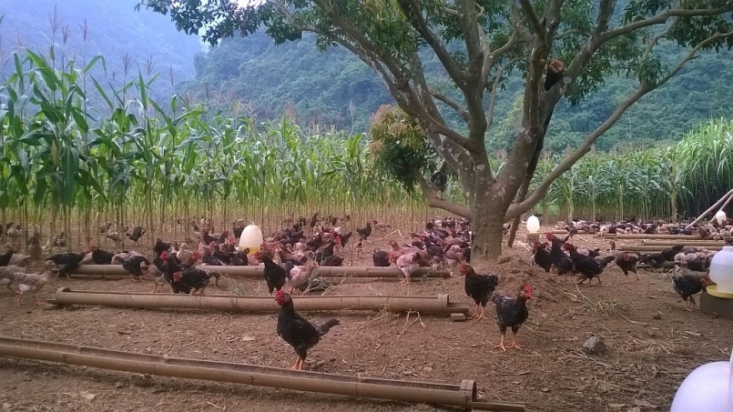 Hiện nay, nhiều hộ chăn nuôi ở huyện Lạc Thủy, Hòa Bình đã đầu tư theo phương thức chăn nuôi có quy mô lớn Hiện nay, nhiều hộ chăn nuôi ở huyện Lạc Thủy, Hòa Bình đã đầu tư theo phương thức chăn nuôi có quy mô lớn