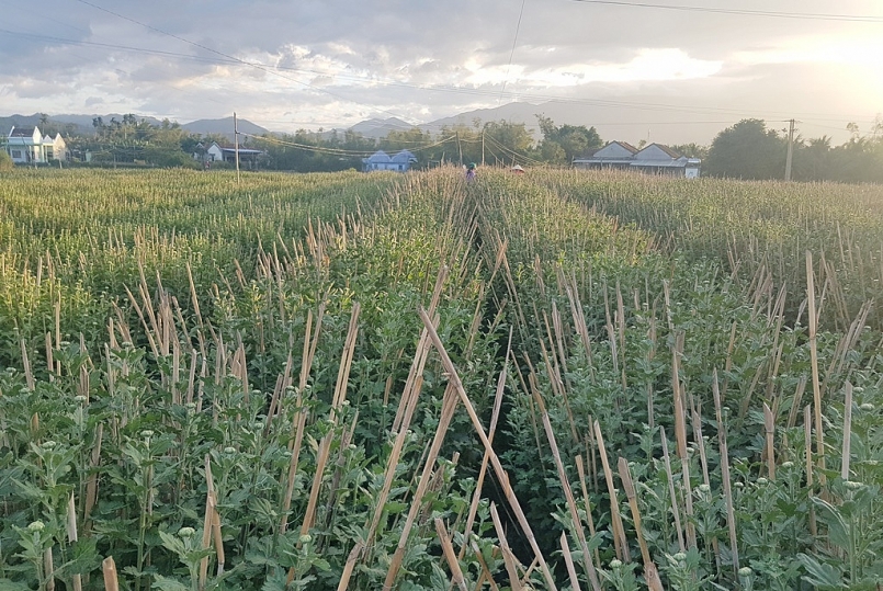 hoa cúc Ninh Giang đã được nông dân phường Ninh Giang xây dựng và tạo uy tín trên thị trường hoa cúc Ninh Giang đã được nông dân phường Ninh Giang xây dựng và tạo uy tín trên thị trường