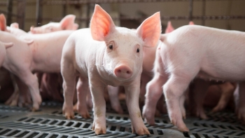 Giá thịt lợn hôm nay 16/12: Một số địa phương tăng nhẹ