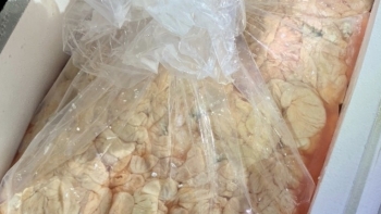 Đắk Lắk: Phát hiện 1,7 tấn lòng lợn bốc mùi hôi thối chờ tiêu thụ