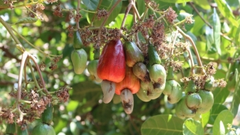 Bình Phước sắp có tổ hợp dự án sản xuất, chế biến hạt điều quy mô lớn