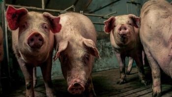 Giá thịt lợn hôm nay 17/12: Nhiều địa phương đi xuống