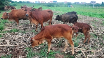 Bắc Ninh: Chủ động phòng chống rét cho đàn vật nuôi và cây trồng