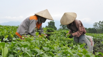 Quảng Ninh: Chè Hải Hà từng bước khẳng định thương hiệu