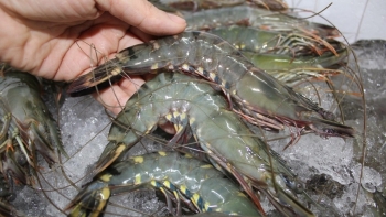 Việt Nam là một trong 3 thị trường chính cung cấp tôm cho Trung Quốc