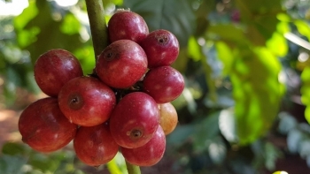 Giá cà phê hôm nay 19/12: Đi ngang vào phiên cuối tuần