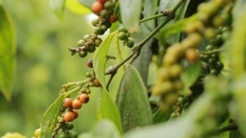 Giá hồ tiêu hôm nay 19/12: Biến động nhẹ, thấp nhất 53.000 đồng/kg