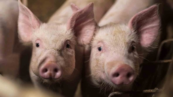 Giá thịt lợn hôm nay 19/12: Giảm nhẹ tại nhiều địa phương